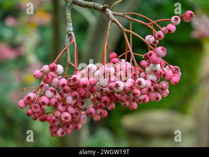 Berries on a Pink Hupeh Mountain Ash tree in autumn. Stock Photo