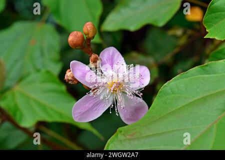 Achiote or anatto flower (Bixa orellana) on tree Stock Photo