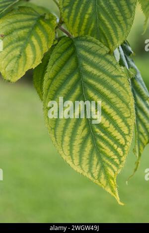 Iron deficiency showing up as interveinal chlorosis (yellowing) on the leaves of a sweet cherry (Prunus avium), Berkshire, May Stock Photo