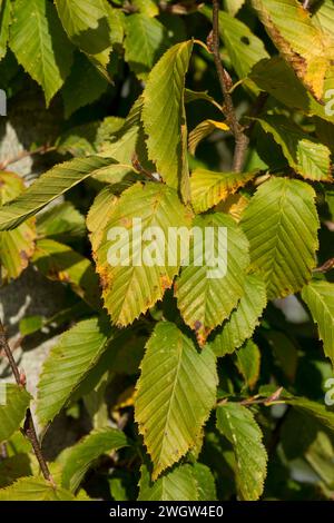 Hornbeam (Carpinus betulus) ovate tree leaves turning colour in autumn, Berkshire, October Stock Photo