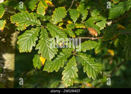 Old mature oak tree (Quercus robur) leaves in early autumn before changing colour, Berkshire, October Stock Photo