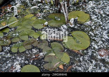 Ornamental waterlily (Nymphaea spp.) on top of ice in a frozen garden pond with a dusting of white snow flakes in december, Berkshire Stock Photo