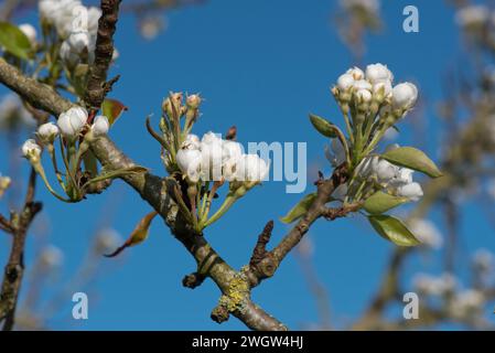 Opening buds of white conference pear blossom on an old orchard tree against an intense blue sky in springtime, Berkshire, April Stock Photo