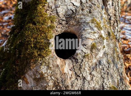 A close-up with a hollow in the trunk of a tree Stock Photo