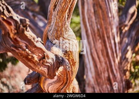 Gnarled Tree Trunk Textures in Natural Light - Sedona Close-Up Stock Photo