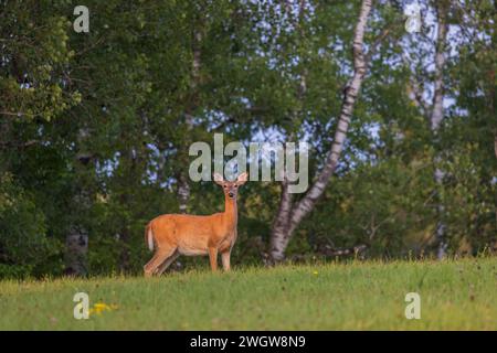 White-tailed doe on an August evening in northern Wisconsin. Stock Photo