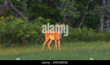 White-tailed fawn on an August evening in northern Wisconsin. Stock Photo
