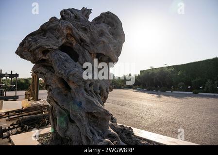 Old olive tree in the park in Greece. Olive grove in the countryside of the island of Zakynthos. Olive trees in the olive grove of the Greek island. O Stock Photo