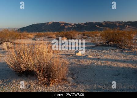 Cactus plant standing in desert field Stock Photo