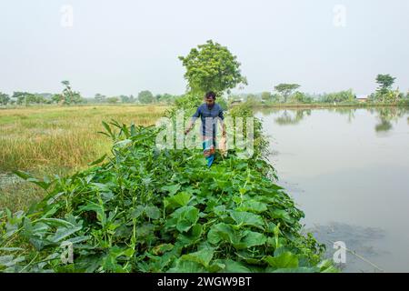 Bangladeshi farmers growing vegetables near a stream. Khulna, Bangladesh. Stock Photo
