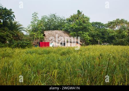 A rural house overlooking farm land in Khulna, Bangladesh. Stock Photo