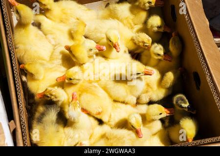 little ducklings, geese, chickens crowd gathered in cages. Young ducks, geese and chickens at the poultry farm are sold in the store. Industrial Stock Photo