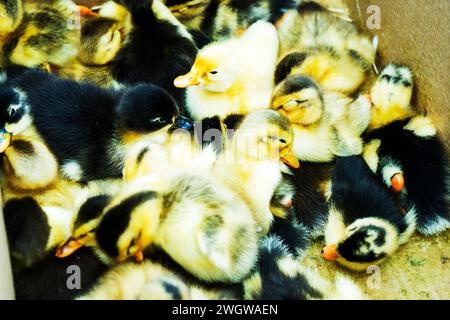 little ducklings, geese, chickens crowd gathered in cages. Young ducks, geese and chickens at the poultry farm are sold in the store. Industrial Stock Photo