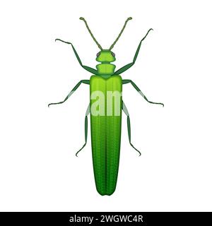 Green grasshopper, top view of bush cricket and insect pest vector illustration Stock Vector