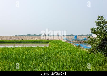 A green paddy field in Khulna, Bangladesh. Stock Photo