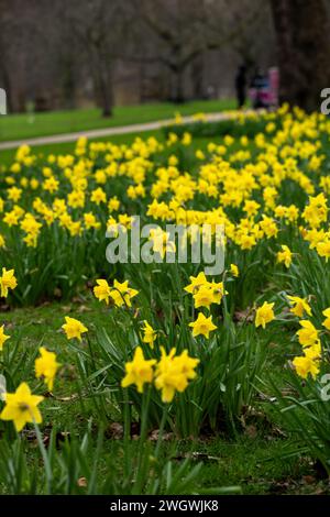 London, UK. 6th Feb, 2024. UK Weather very early tulips (Tulipa) and Snowdrops (Galanthus) in St James Park London UK Tulips Credit: Ian Davidson/Alamy Live News Stock Photo