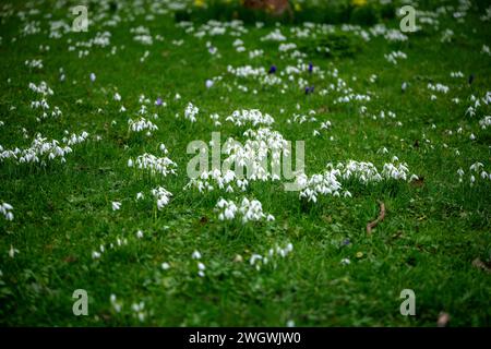 London, UK. 6th Feb, 2024. UK Weather very early tulips (Tulipa) and Snowdrops (Galanthus) in St James Park London UK Credit: Ian Davidson/Alamy Live News Stock Photo