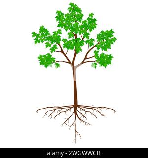 Sugar maple tree with roots on a white. Stock Vector