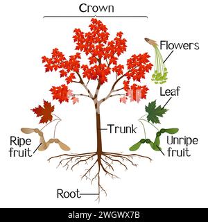 Parts of sugar maple plant isolated on a white background. Stock Vector