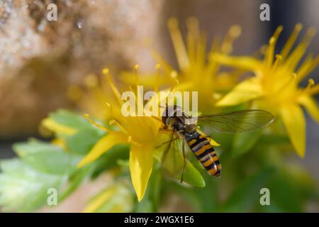 Closeup of Sedum palmeri in flower with a hoverfly on its flowers Stock Photo