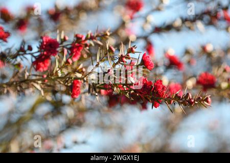 Leptospermum scoparium (manukoa) flowers in the winter months), Stock Photo