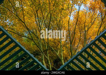 Autumn colour in Alexandra Park Stock Photo