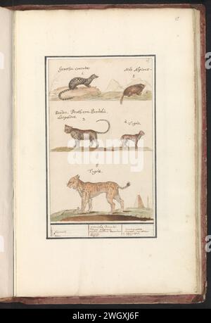 Civetkat (carten), Alpenmarmot (Marmota Marmota), Luipaard (Panthera leopard) en Lynx (Lynx Lynx), Boëtius de Boodt, 1596 - 1610 drawing Civetkat, Alpine marmot, two leopards and a lynx. Numbered at the top right: 15. Part of the first album with drawings of four -legged friends. First of twelve albums with drawings of animals, birds and plants known around 1600, commissioned by Emperor Rudolf II. With explanation in Dutch, Latin and French. draughtsman: Praagdraughtsman: Delft paper. watercolor (paint). deck paint. ink. pencil brush / pen beasts of prey, predatory animals: leopard. beasts of Stock Photo