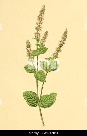 Atlas de poche des plantes des champs, des prairies et des bois (PLATE 59) (6022563436) (2x3). Stock Photo