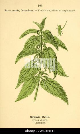 Atlas de poche des plantes des champs, des prairies et des bois (PLATE 103) (6022591392). Stock Photo