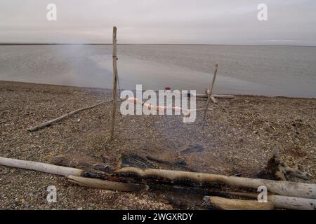 Bruce Inglangasak fish camp smoking broad whitefish  Coregonus nasus at camp anwr 1002 coastal plain anwr arctic alaska Stock Photo