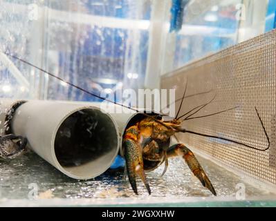 Growing of crayfish. Australian blue crayfish - cherax quadricarinatus in aquarium. Stock Photo