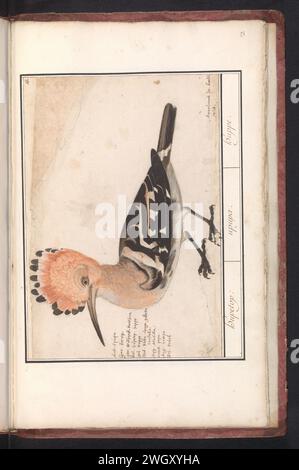 Hoopoe (Upupa epops), Anselm Bootius of Boodt, 1596 - 1610 drawing Hop. Numbered at the top right: 18. Left the name in nine languages. Part of the second album with drawings of birds. Fourth of twelve albums with drawings of animals, birds and plants known around 1600, made on behalf of Emperor Rudolf II. With explanation in Dutch, Latin and French. Prague paper. watercolor (paint). deck paint. pencil. chalk. ink brush / pen Stock Photo