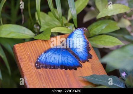 Blue Morpho butterfly close-up Stock Photo