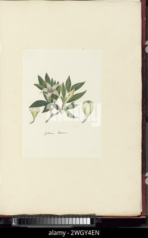 Rothmannia capensis Thunb, formerly gardenia capensis Druce (Wild Gardenia or common Rothmannia), 1777 - 1786 drawing Rothmannia Capensis Thunb. (Website; Raper & Boucher); Gardenia Capensis Druce (Dyer); occurs in the indigenous forests of the southern Caut Provincie.  paper. ink. pencil. chalk. watercolor (paint) pen / brush plants; vegetation Stock Photo