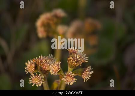 Arctic sweet coltsfoot Petasites frigidus wild flowers flowering 