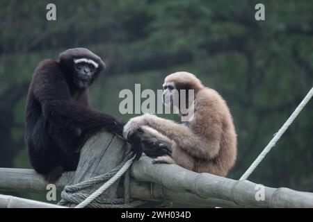 Western hoolock gibbons sitting on the wooden block and staring visitors inside a zoo Stock Photo