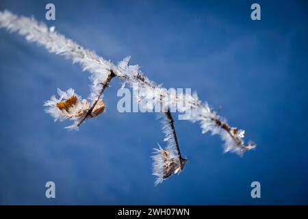Frosted snow crystals on a plant stem, East Montpelier, Vermont,  New England, USA. Stock Photo