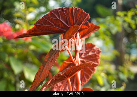 The lush begonia flowers are illuminated by the warm and bright morning sun Stock Photo