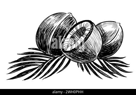 Bunch of coconuts. Hand-drawn black and white illustration Stock Photo