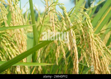 Rice fields that have turned yellow and are ready to be harvested Stock Photo