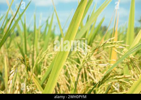 Rice fields that have turned yellow and are ready to be harvested Stock Photo