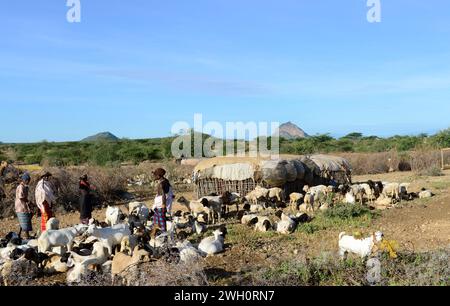 A Samburu warrior (moran) herding his goats. Northern Kenya. Stock Photo