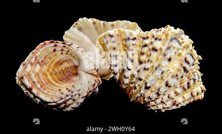 Close-up of Hippopus hippopus sea shell on a black background Stock Photo