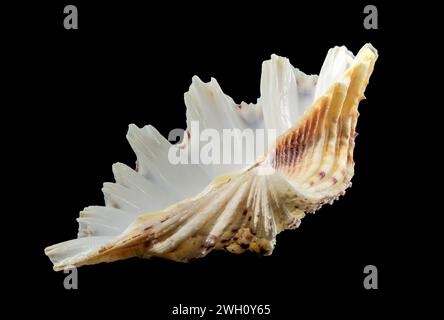 Close-up of Hippopus hippopus sea shell on a black background Stock Photo