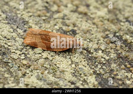 Natural closeup on the barred Fruit tree tortrix moth, Pandemis cerasana sitting on wood in the garden Stock Photo