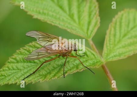 Natural closeup on an orange colored Marsh snipe fly , Rhagio tringarius, sitting on a green leaf Stock Photo