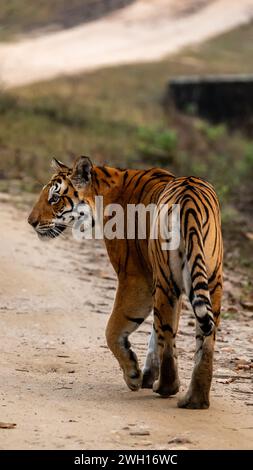 Tiger strolling on hind legs towards camera lens on road Stock Photo