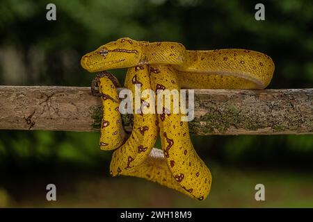 Green Tree Python Perched Green tree snake slithering on tree branch Stock Photo - Alamy