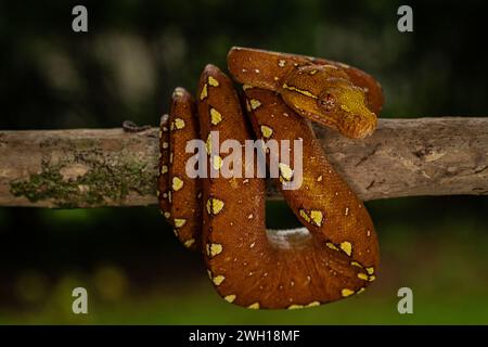 A Green Tree Python (Morelia viridis) in its vibrant red phase perched on a branch Stock Photo