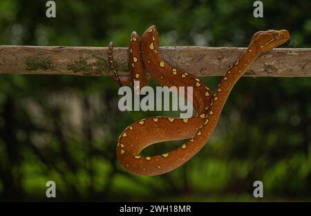 A Green Tree Python (Morelia viridis) in its vibrant red phase perched on a branch Stock Photo
